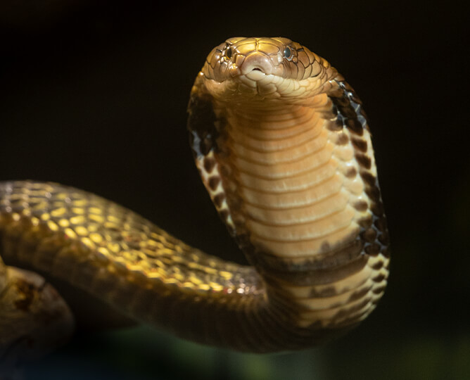THE KING COBRA: THE SNAKE WITH PHARAOH LOOK – SARAH MAX RESEARCH